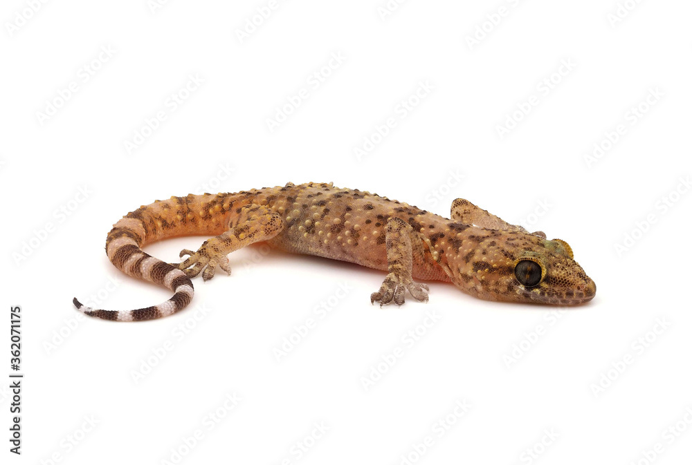 Naklejka premium Mediterranean house gecko isolated on white background, Hemidactylus turcicus