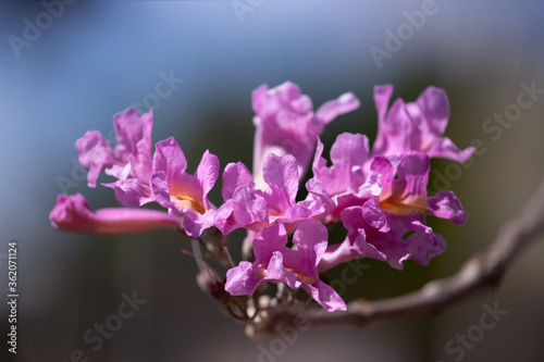 Soft Focus on Pink Trumpet Tree  Tabebuia impetiginosa .  