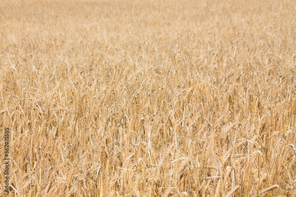 Field of wheat, Harwest of bread wheat , Triticum aestivum, Triticum monococcum, field, wheat, agriculture, grain, crop, farm, nature, harvest, cereal, plant, yellow, summer, food, golden, ripe, bread