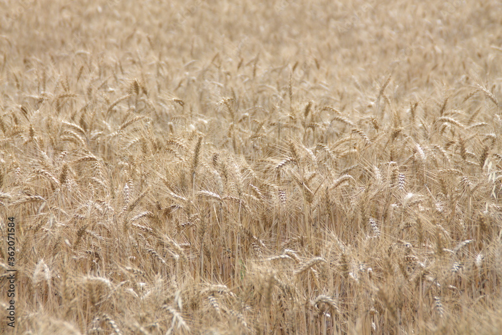 Field of wheat, Harwest of bread wheat , Triticum aestivum, Triticum monococcum, field, wheat, agriculture, grain, crop, farm, nature, harvest, cereal, plant, yellow, summer, food, golden, ripe, bread Field of wheat, Harwest of bread wheat , Triticum aestivum, Triticum monococcum, field, wheat, agriculture, grain, crop, farm, nature, harvest, cereal, plant, yellow, summer, food, golden, ripe, bread