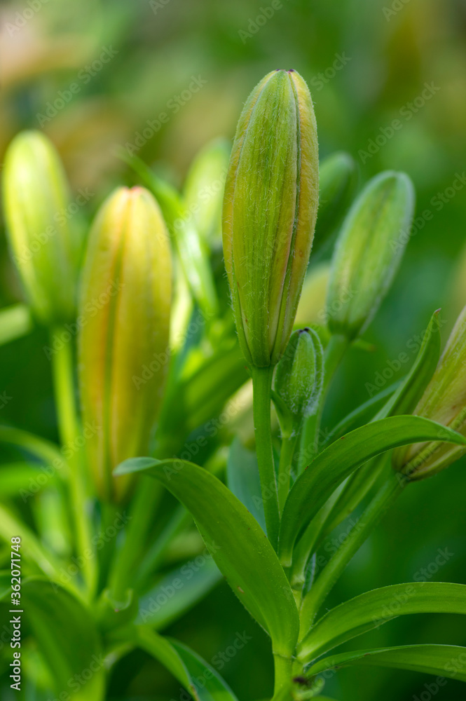 Lilium flowers in bloom, asiatic hybrids ornamental cultivated, flowering lilies, bouquet in bloom, buds and flowers with petals Lilium flowers in bloom, asiatic hybrids ornamental cultivated, flowering lilies, bouquet in bloom, buds and flowers with petals