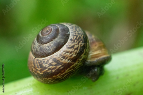 Snail close-up, sitting on a green leaf