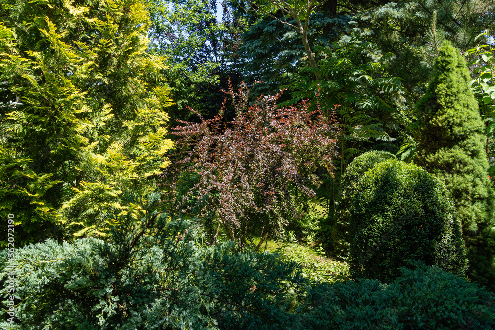 Landscaped garden with evergreen and deciduous trees. Original multi-color landscape of pines, thuja, boxwood and other relic plants. Nature concept for design.