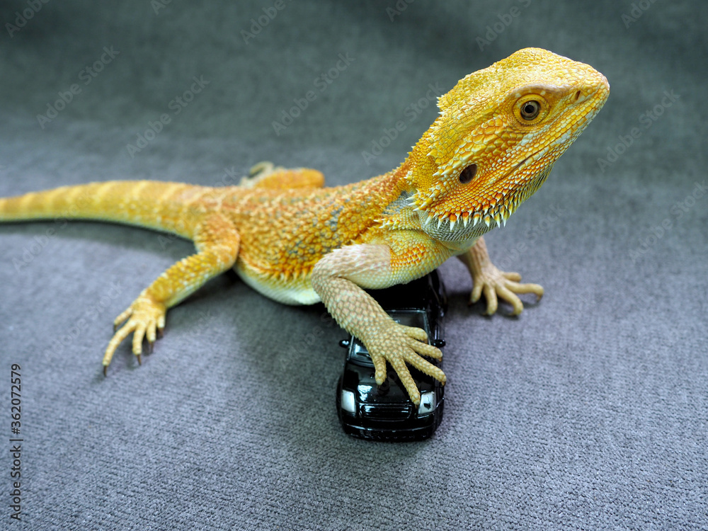 Fototapeta premium a real Agama lizard bright orange stepped on a miniature replica of the car, the concept of safety and insurance