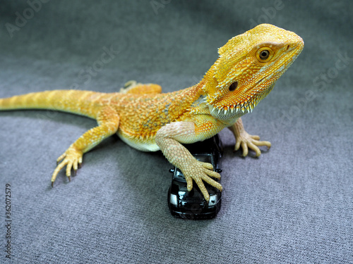 a real Agama lizard bright orange stepped on a miniature replica of the car  the concept of safety and insurance