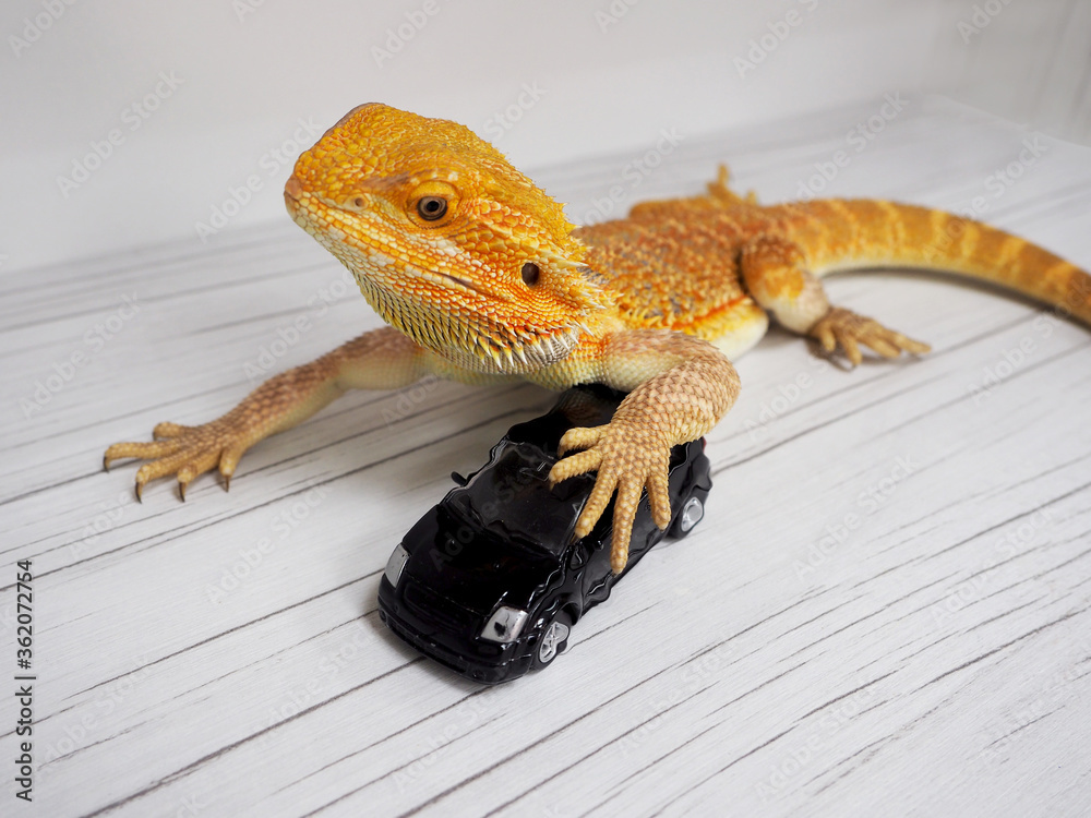 Fototapeta premium a real Agama lizard bright orange stepped on a miniature replica of the car, the concept of safety and insurance