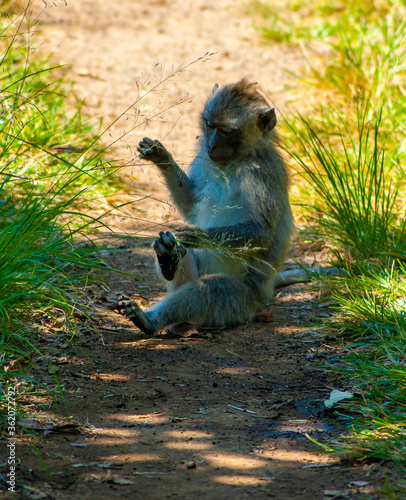 Monkey Sitting on a Path