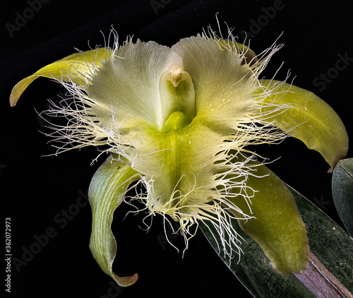 Brassavola Orchid (Rhyncholaelia digbyana) photo