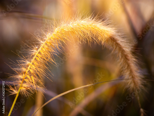 Sun Shining over a Yellow Grass