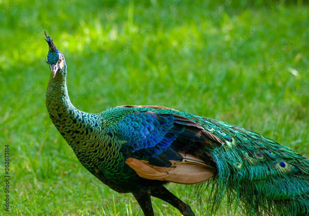 Fototapeta premium A colourful Peacock Looking Proud