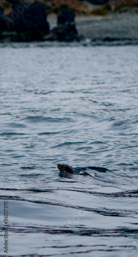 sea lion in the water © Luis