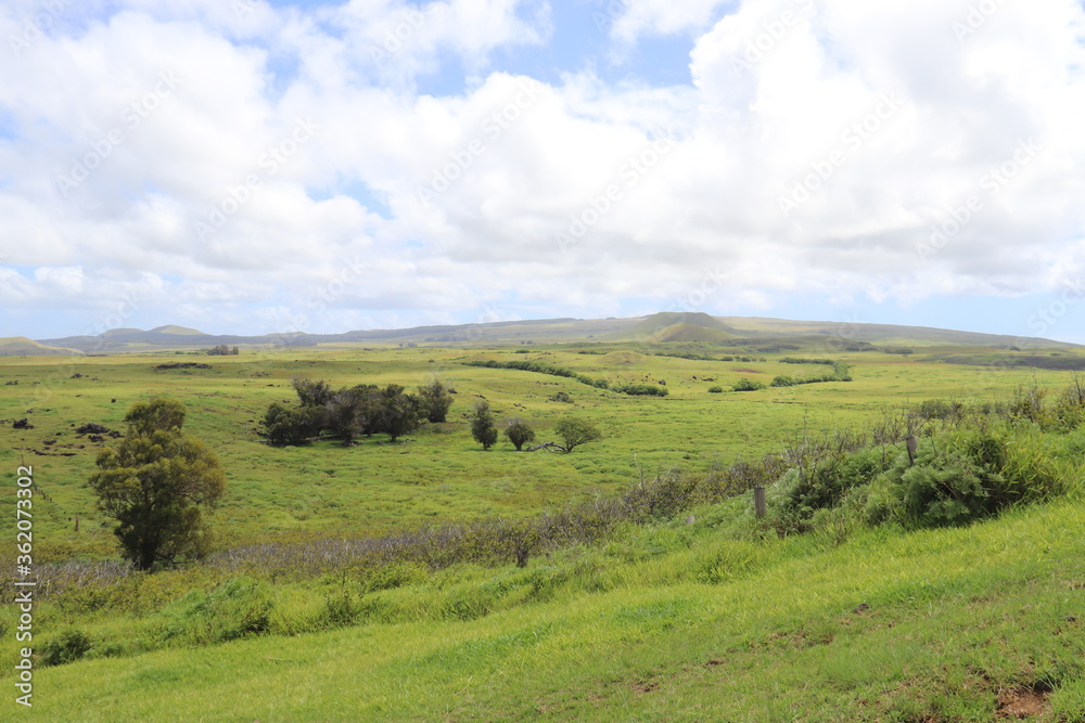 Prairie verdoyante à l'île de Pâques