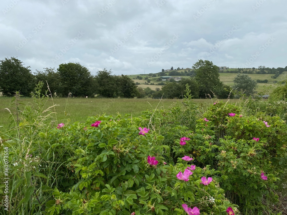 Wild hedgerow, with pink flowers in the foreground, and fields and trees in the distance, on a rainy day in, Bailiff Bridge, Brighouse, UK