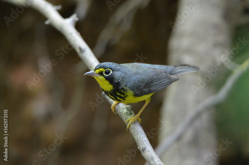 Canada Warbler