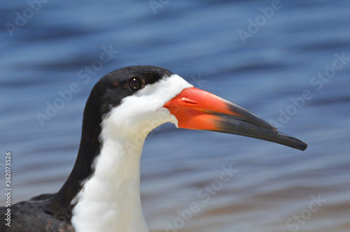 Black skimmer portrait photo