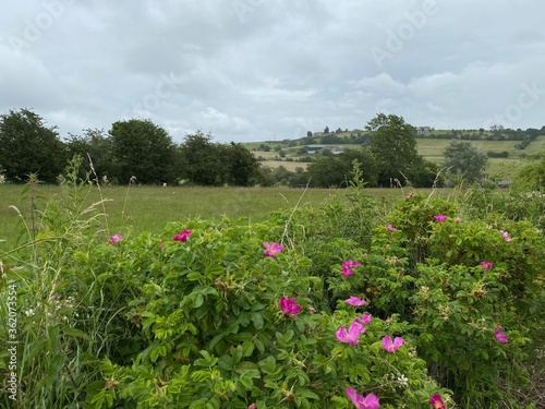 Wild hedgerow  with pink flowers in the foreground  and fields and trees in the distance  on a rainy day in  Bailiff Bridge  Brighouse  UK