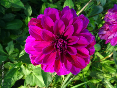 Dahlia violet