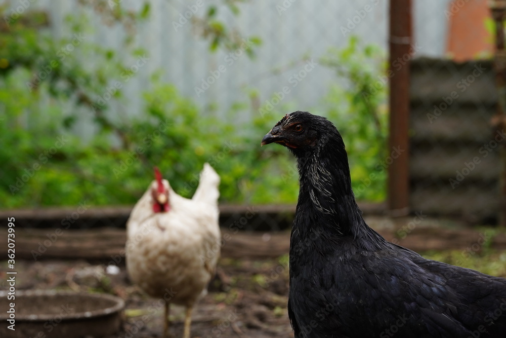 Chicken walks in the pen. Chickens search for grain while walking in a pen on a farm. Chicken walks in the pen. Chickens search for grain while walking in a pen on a farm.