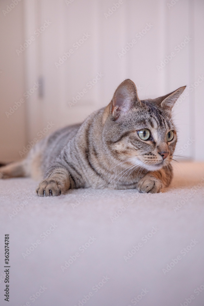 Naklejka premium Maui cat
