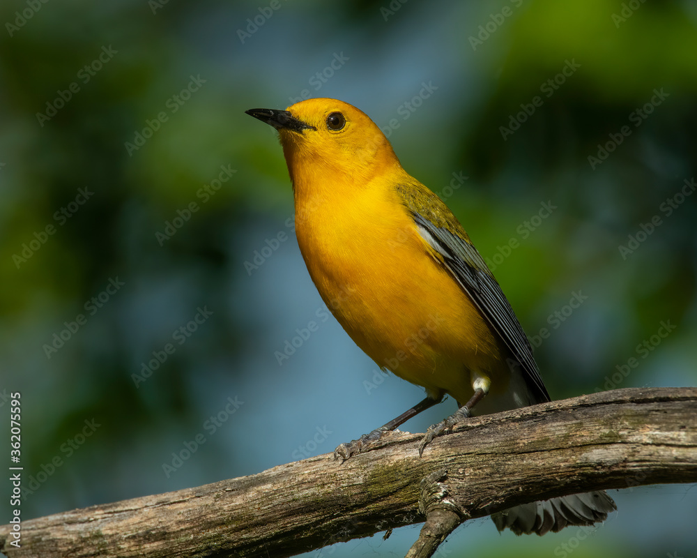 Fototapeta premium Prothonotary Warbler