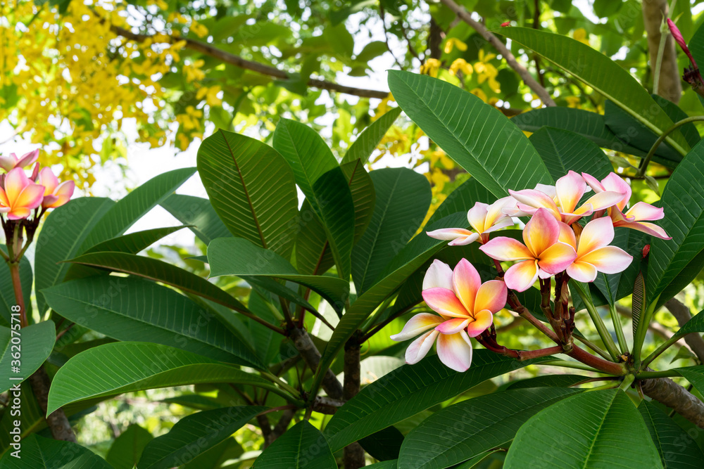 Closeup of red Frangipani Plumeria Rubra flower Closeup of red Frangipani Plumeria Rubra flower
