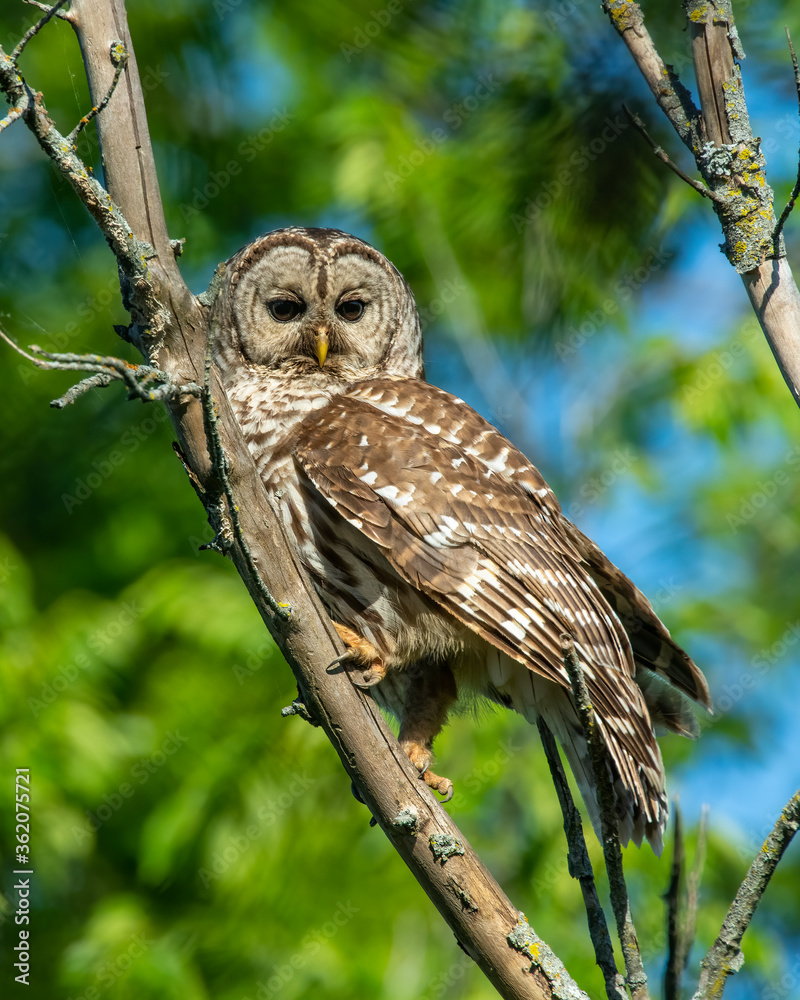 Fototapeta premium Barred Owl