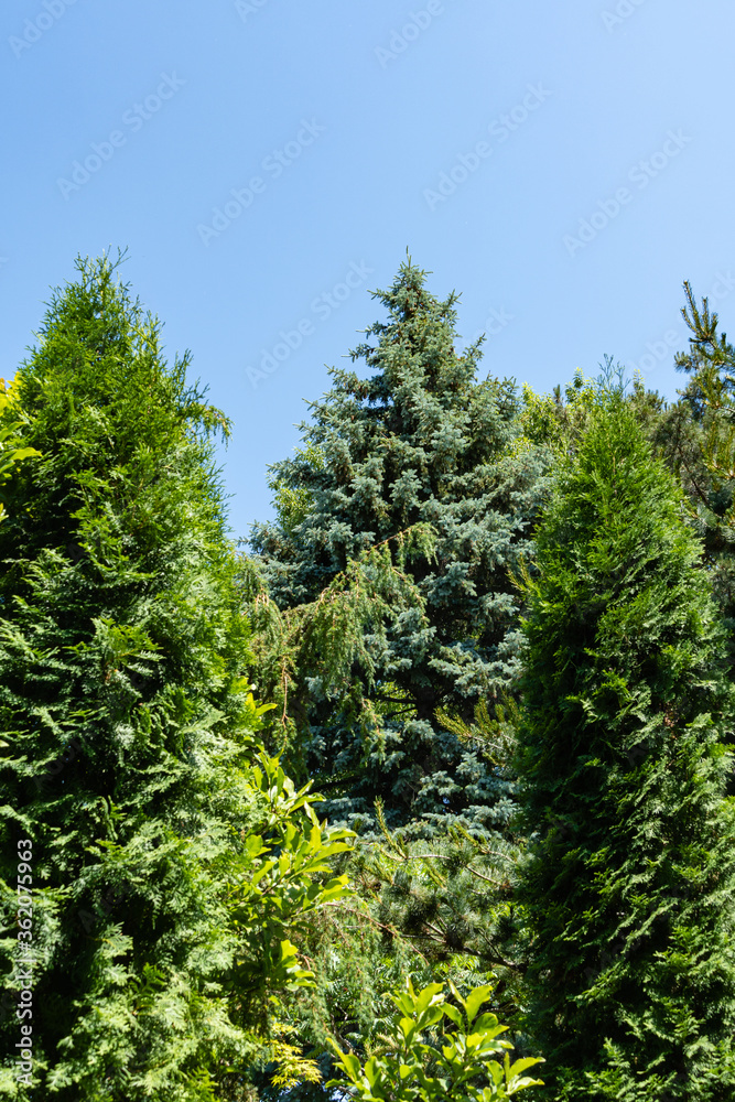 Landscaped garden with evergreen and deciduous trees. Original multi-color landscape of pines, thuja, boxwood and other relic plants. Nature concept for design.
