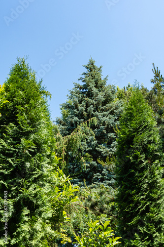 Landscaped garden with evergreen and deciduous trees. Original multi-color landscape of pines  thuja  boxwood and other relic plants. Nature concept for design.