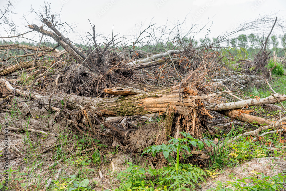 Area of illegal logging. Forests Deforestation humans are causing global warming. Deforestation, destruction of deciduous forests. Concept of environmental damage and crime in forests on planet Area of illegal logging. Forests Deforestation humans are causing global warming. Deforestation, destruction of deciduous forests. Concept of environmental damage and crime in forests on planet