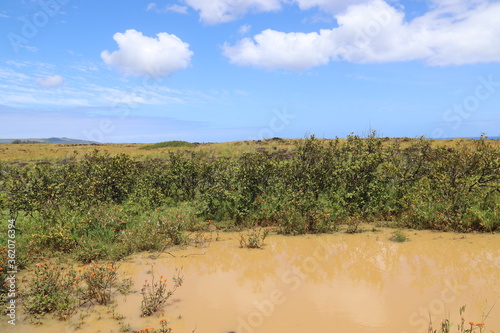 Point d'eau boueuse à l'île de Pâques