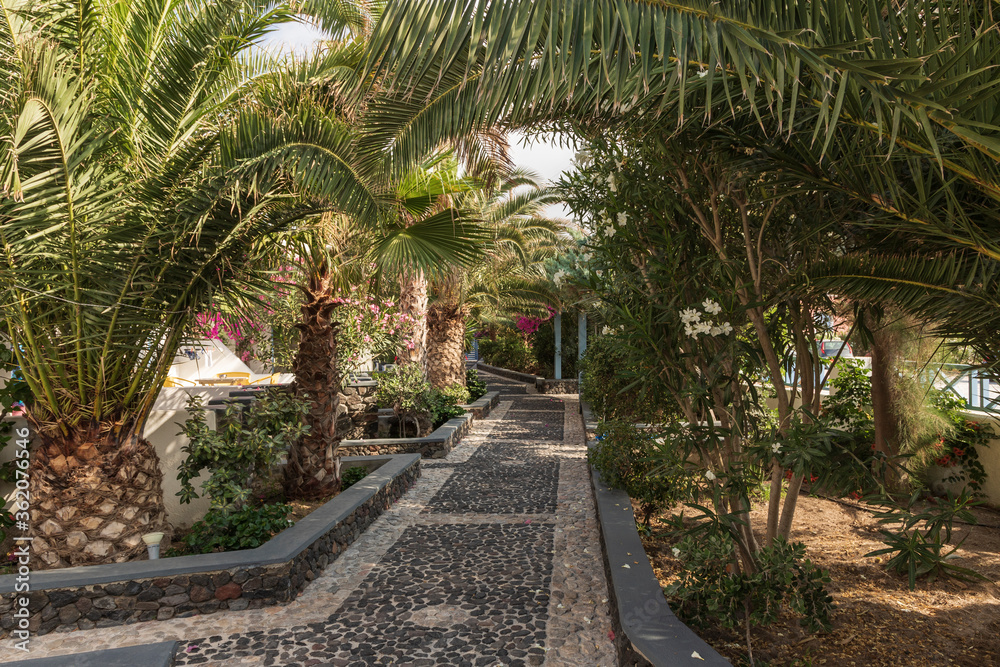 Fototapeta premium Stone walkway above which are palm trees.