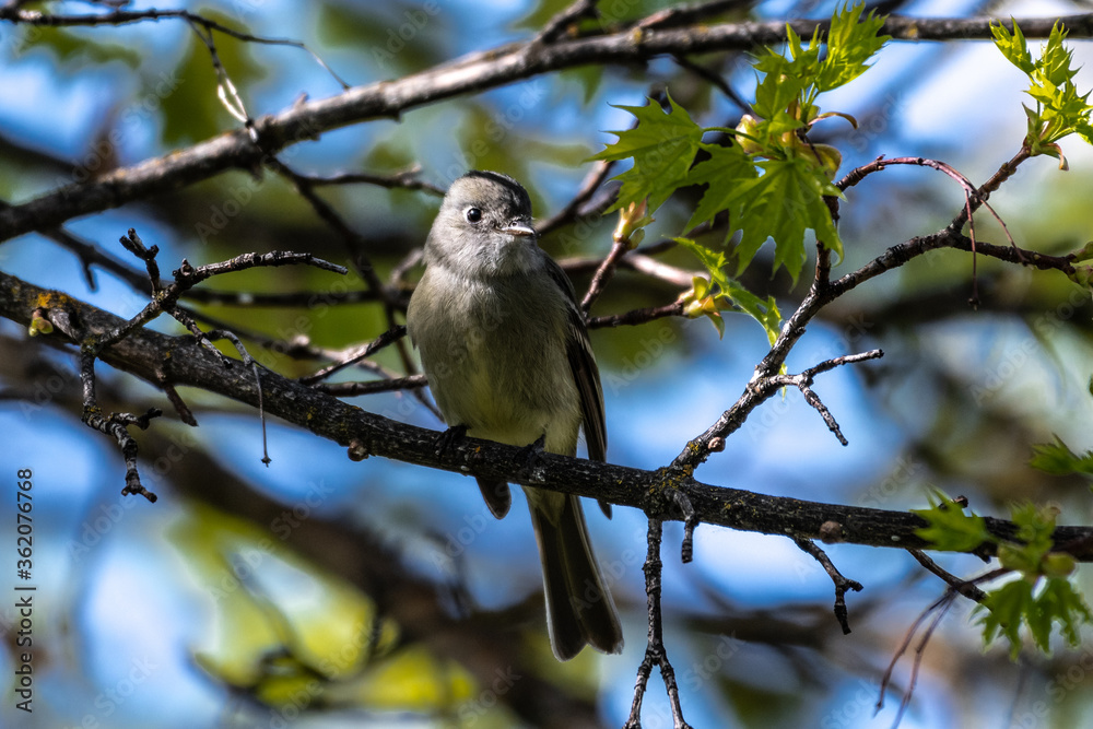 Small Song Bird, likely Western Wood-Pewee (Contopus sordidulus) Small Song Bird, likely Western Wood-Pewee (Contopus sordidulus)