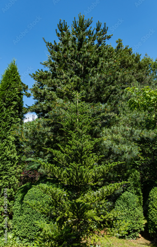 Korean fir Abies koreana on the background of the Japanese pine Glauka. Evergreen landscaped garden. Close-up. Atmosphere of peace of happiness and love. Nature concept for landscape design.