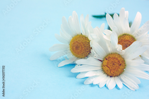 Chamomile flowers on a blue background