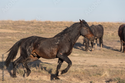 Fototapeta Naklejka Na Ścianę i Meble -  Wild Horse in the Utah Desert in Spring