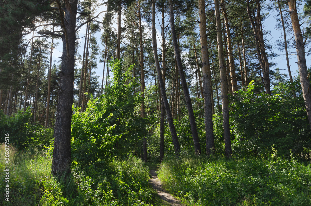 Shady pine forest in summer, green undergrowth and grass in the sunlight Shady pine forest in summer, green undergrowth and grass in the sunlight