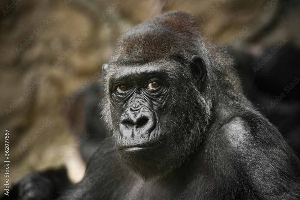 gorilla gorilla