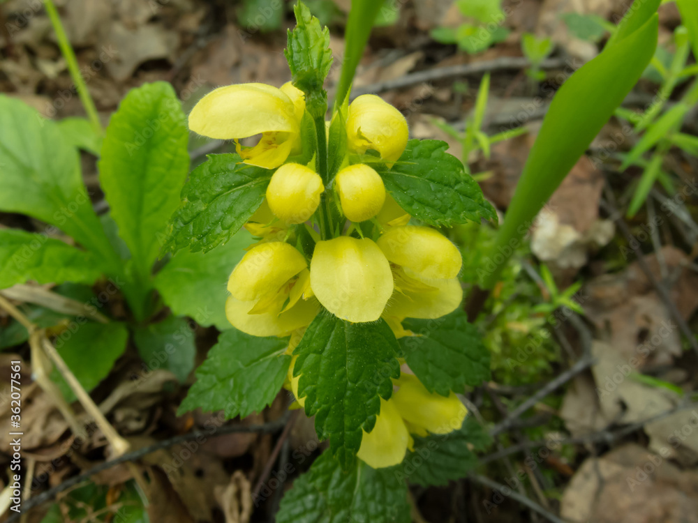 yasnotka yellow (Galeobdolon luteum) in early spring in the forest