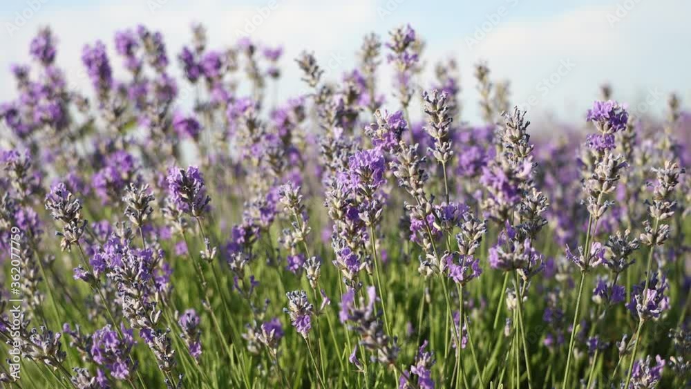 Beautiful lavender flowers with flying bees. Beautiful lavender flowers with flying bees.