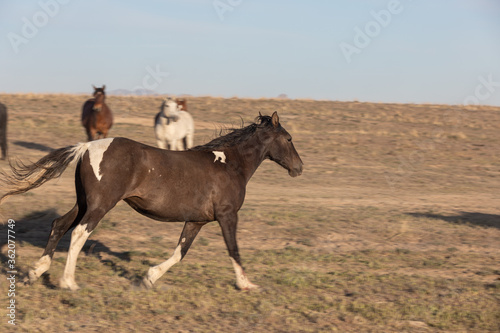 Wild Horse in the Utah Desert in Spring