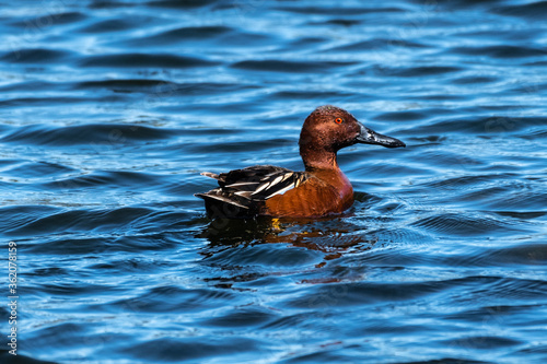 Cinnamon Teal (Spatula cyanoptera), WA photo