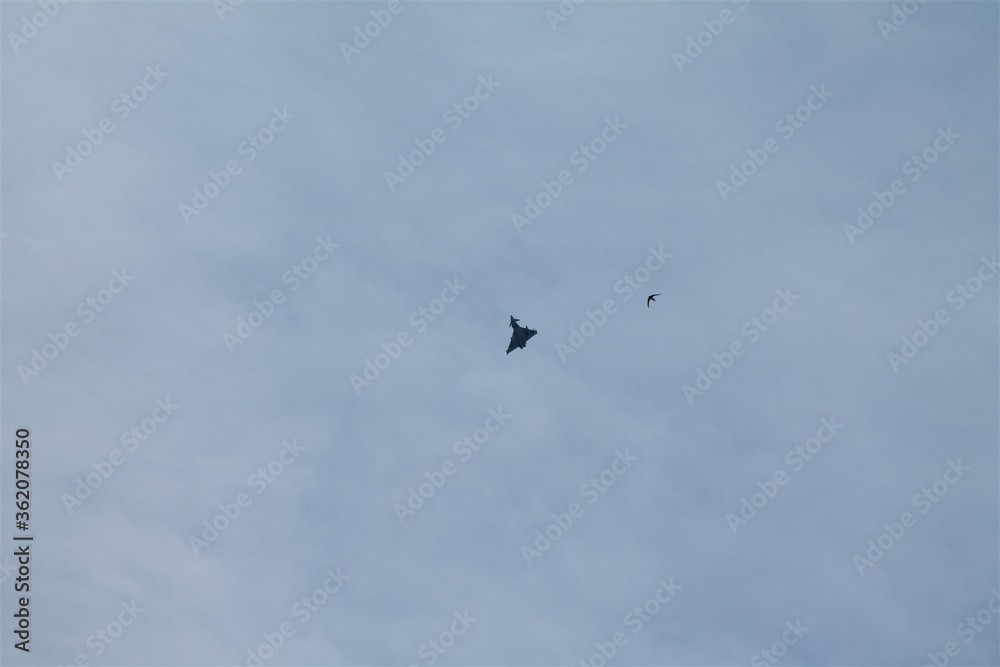 Fighter jet plane flying next to bird in a blue sky