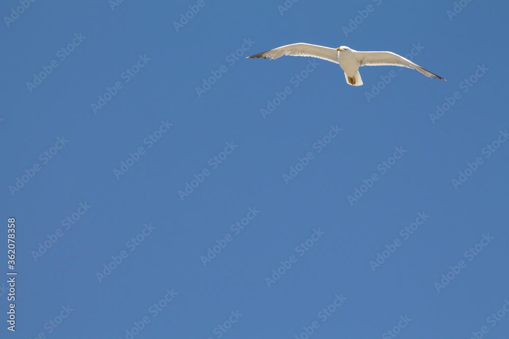 Obraz premium White seagull flying with his wings open taken from below with blue sky as a background