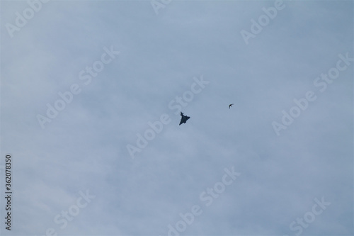 Fighter jet plane flying next to bird in a blue sky
