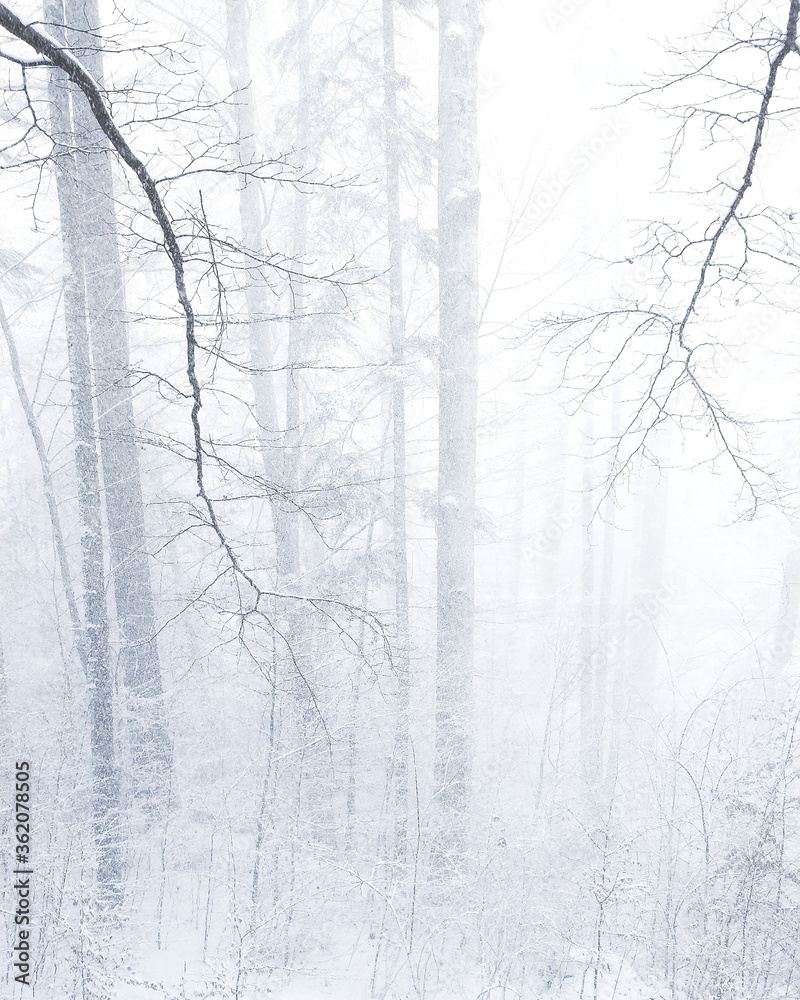 Snow fall in forest in the middle of nowhere with branches and trees Snow fall in forest in the middle of nowhere with branches and trees