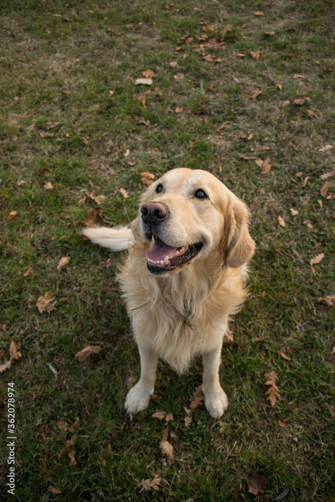 Golden retriever is sitting in grass. She is looking into the camera. Golden retriever is sitting in grass. She is looking into the camera.