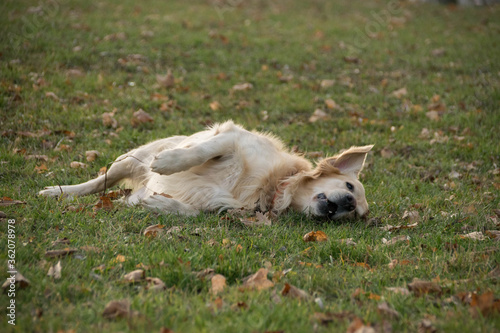 A golden retriever is a roll around in the grass. He is so happy to free dog.