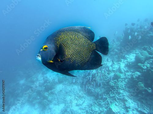 Under water picture of a French angelfish swimming in the water of the Caribbean Ocean of Bonaire © TineKe