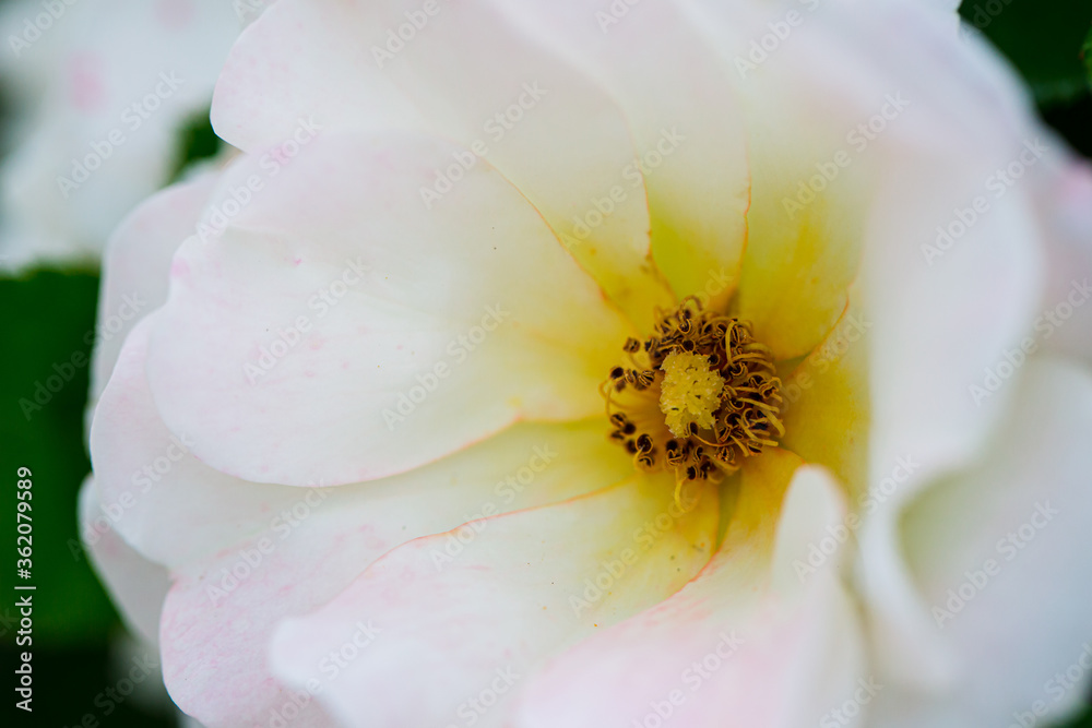 White rose with yellow center White rose with yellow center