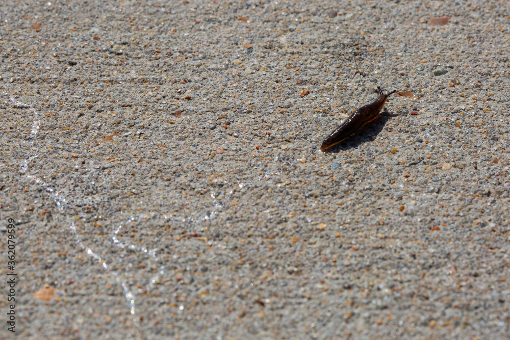Slug crawling across concrete leaving slime trail Slug crawling across concrete leaving slime trail